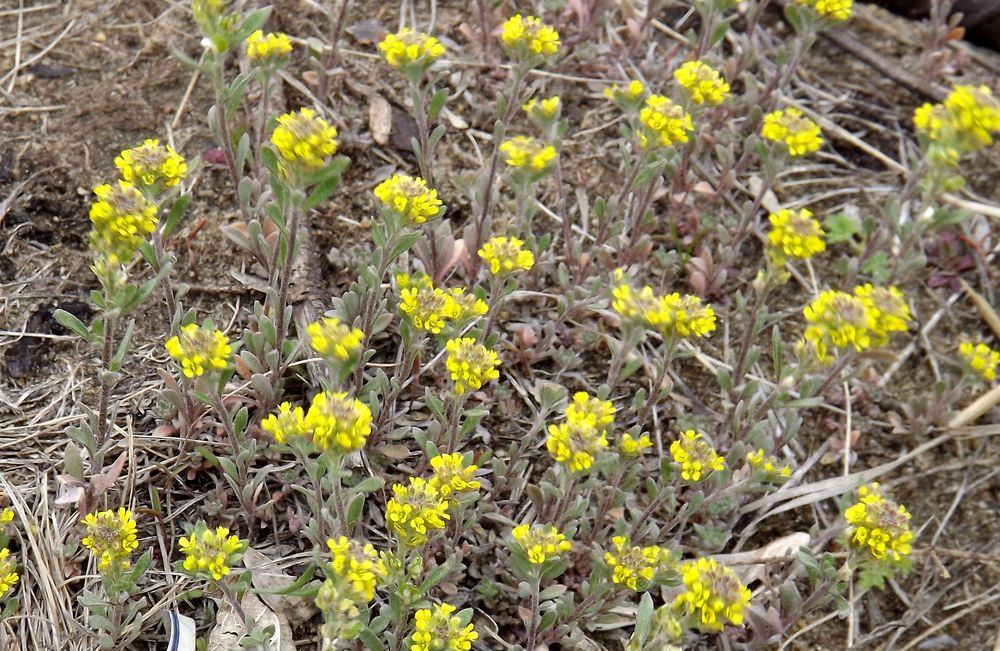 Изображение особи Alyssum turkestanicum var. desertorum.