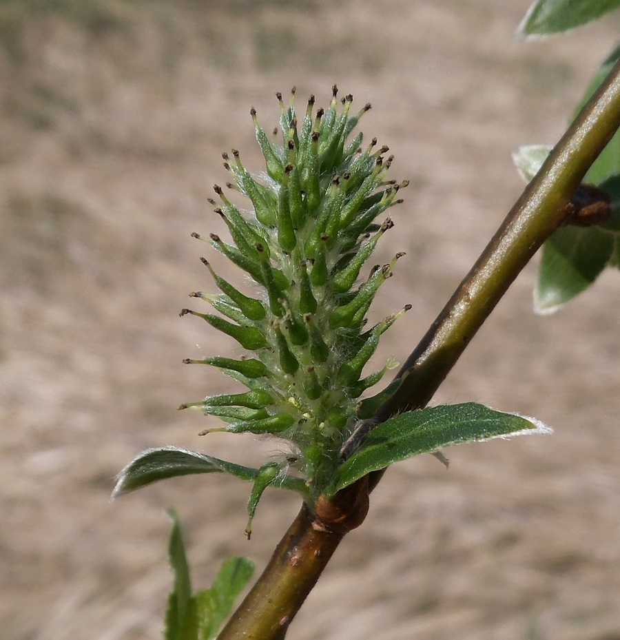 Image of Salix &times; tetrapla specimen.