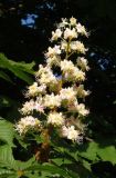 Aesculus hippocastanum. Соцветие. Украина, г. Запорожье, парк Ю. Гагарина, в культуре. 04.05.2013.