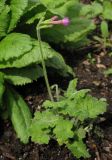 Primula polyneura