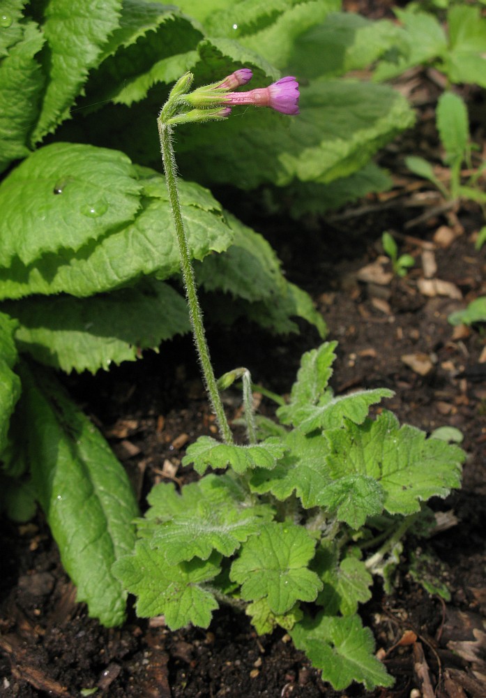 Image of Primula polyneura specimen.