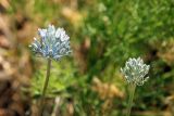 Allium filidens ssp. ugami