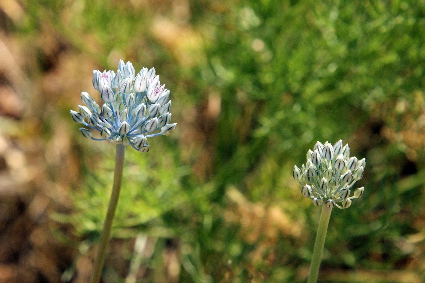 Image of Allium filidens ssp. ugami specimen.