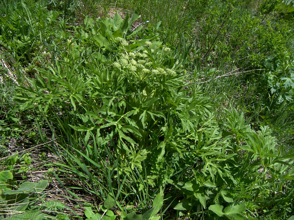 Image of Agasyllis latifolia specimen.