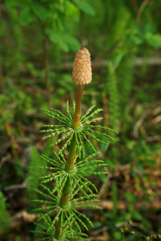 Изображение особи Equisetum sylvaticum.