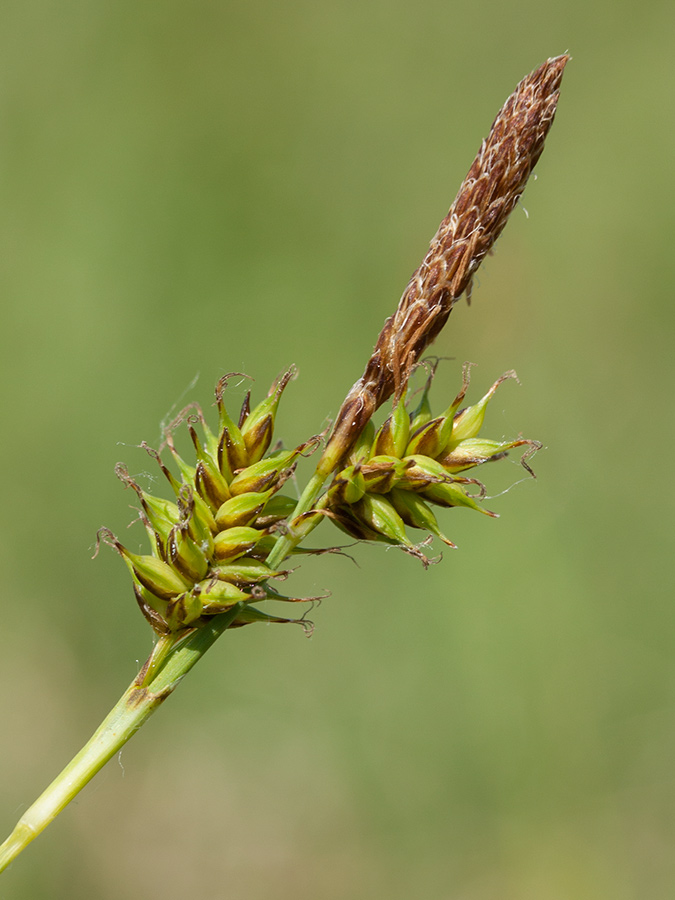 Изображение особи Carex hostiana.