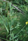 Lathyrus pratensis