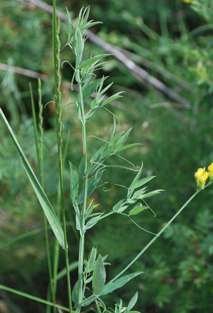 Изображение особи Lathyrus pratensis.