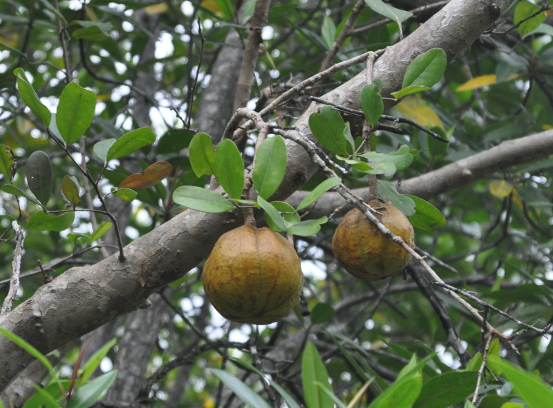 Image of Xylocarpus granatum specimen.