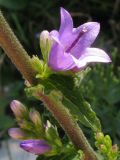 Campanula ruthenica