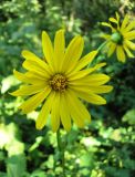 Silphium perfoliatum