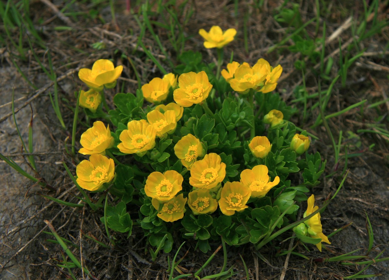 Изображение особи Ranunculus brachylobus.