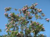 Robinia viscosa