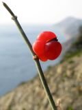 Ephedra distachya