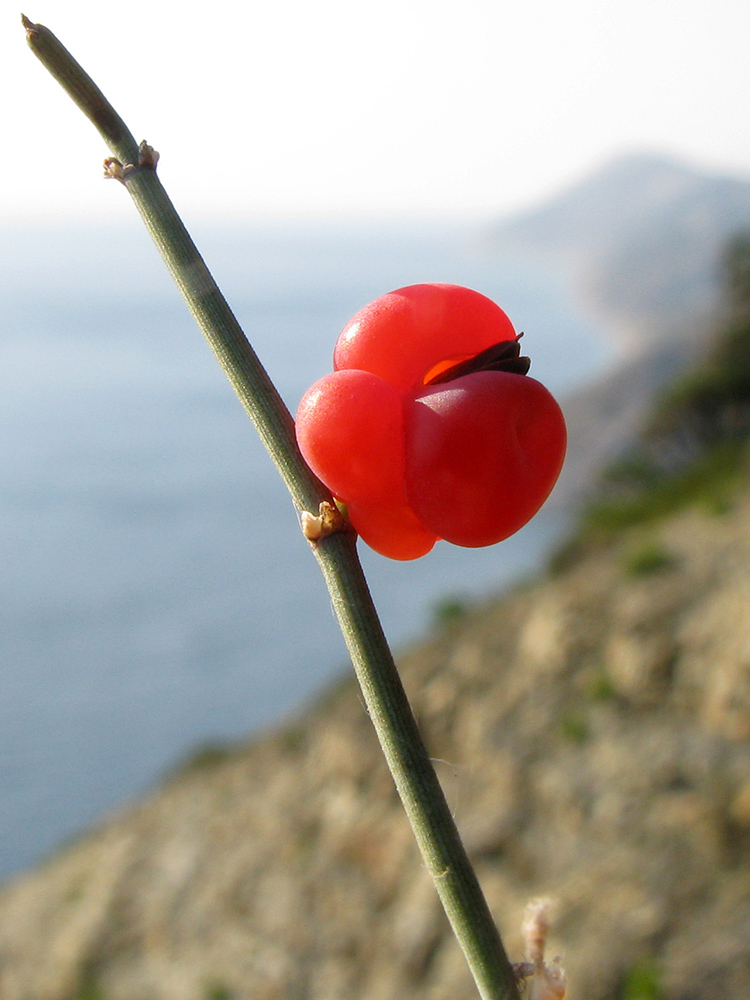 Изображение особи Ephedra distachya.