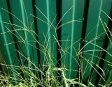 Digitaria sanguinalis