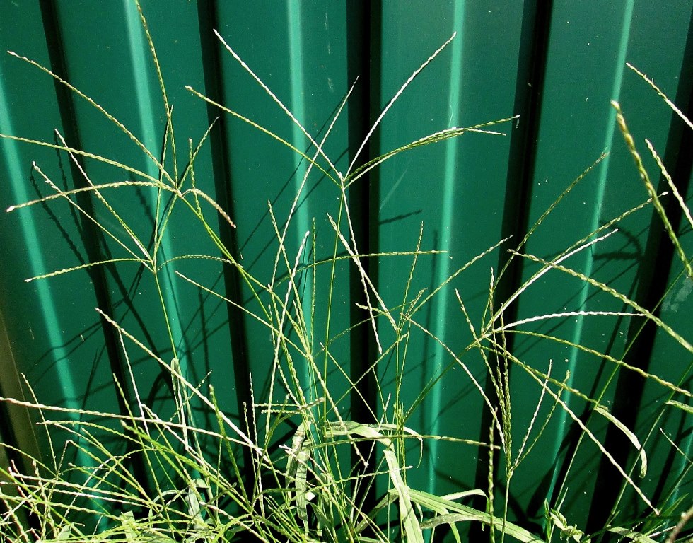 Изображение особи Digitaria sanguinalis.