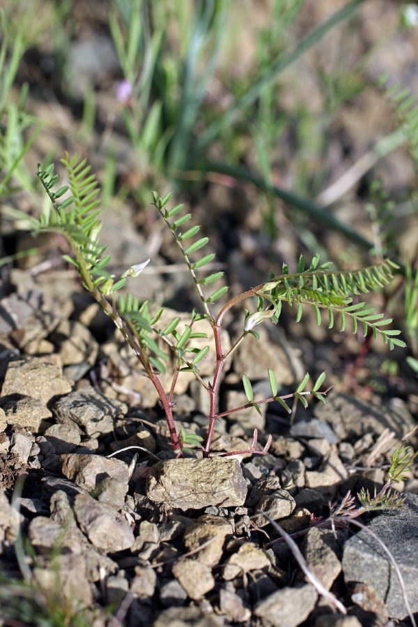 Изображение особи Astragalus schmalhausenii.