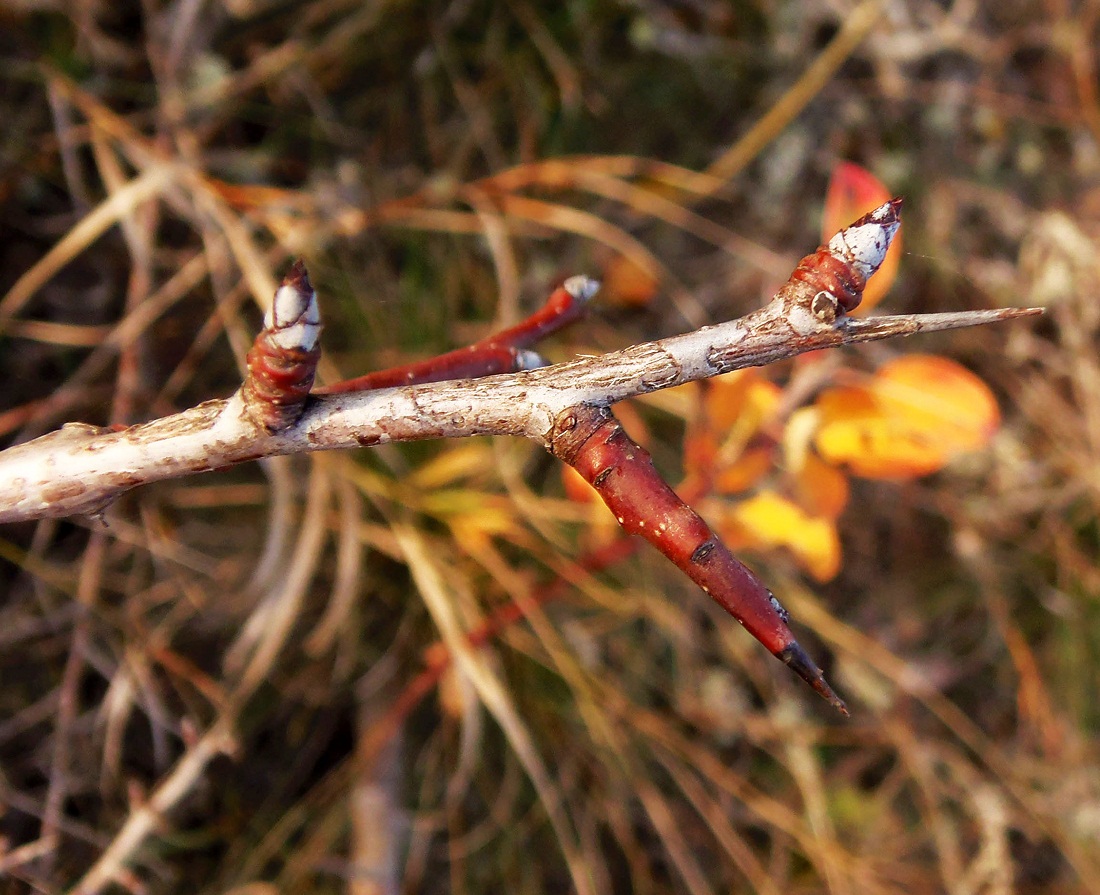 Image of Pyrus pyraster specimen.