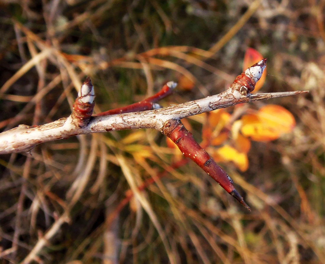 Изображение особи Pyrus pyraster.