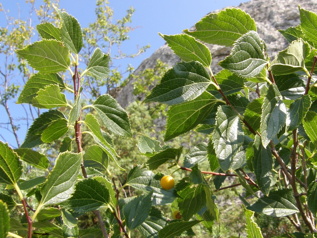 Image of Celtis glabrata specimen.