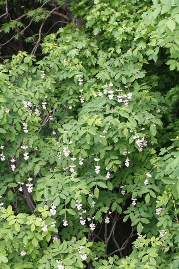 Image of Staphylea pinnata specimen.