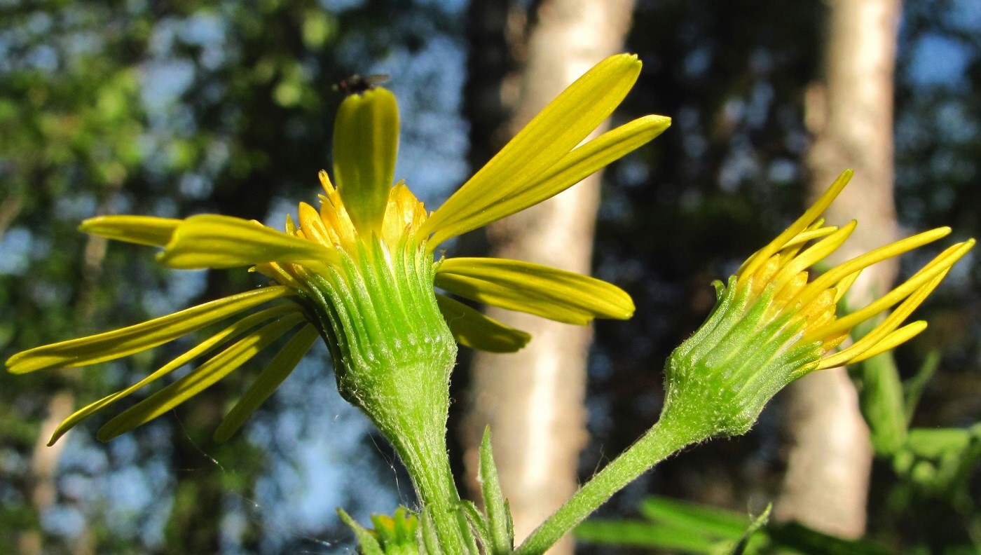 Изображение особи Tephroseris integrifolia.