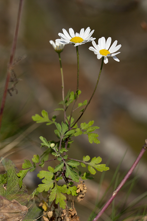 Изображение особи Pyrethrum parthenifolium.