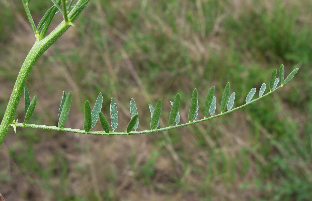 Image of Astragalus asper specimen.