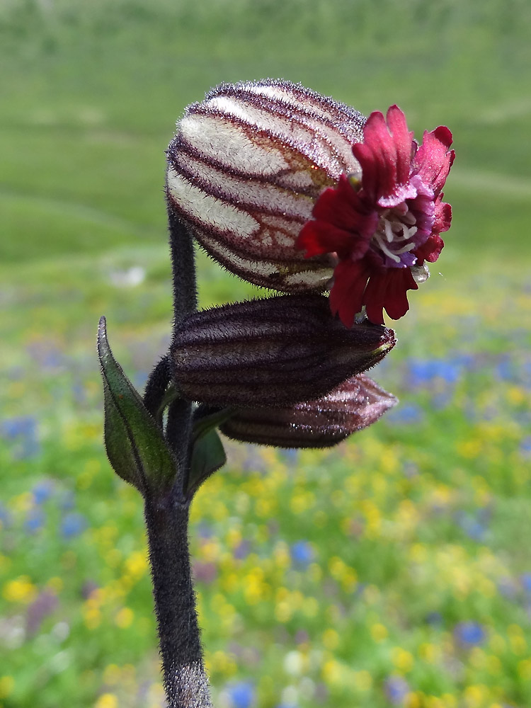 Image of Gastrolychnis tristis specimen.