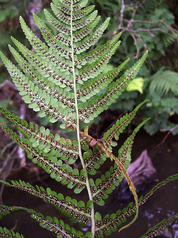 Image of Dryopteris filix-mas specimen.