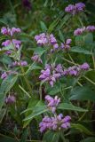 Phlomis taurica