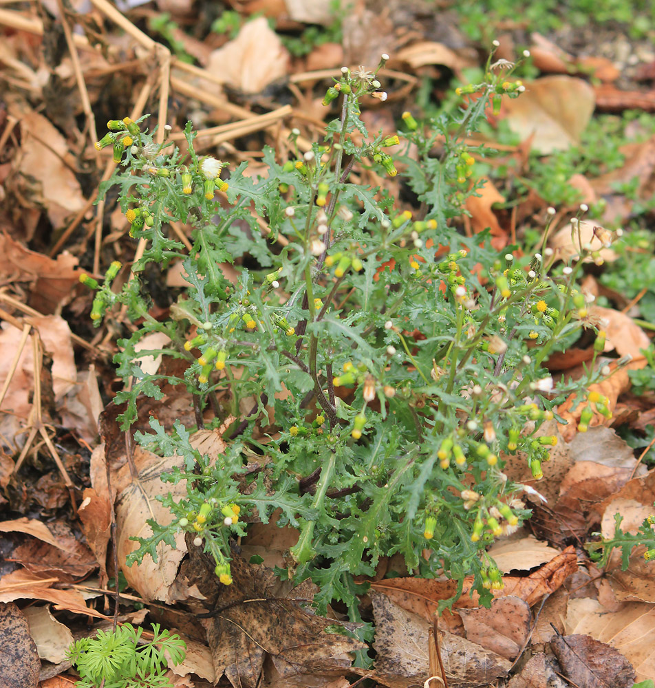 Изображение особи Senecio vulgaris.