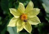 Dahlia pinnata