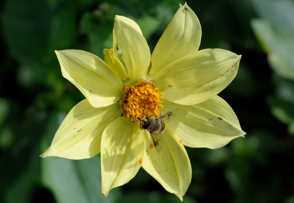 Image of Dahlia pinnata specimen.