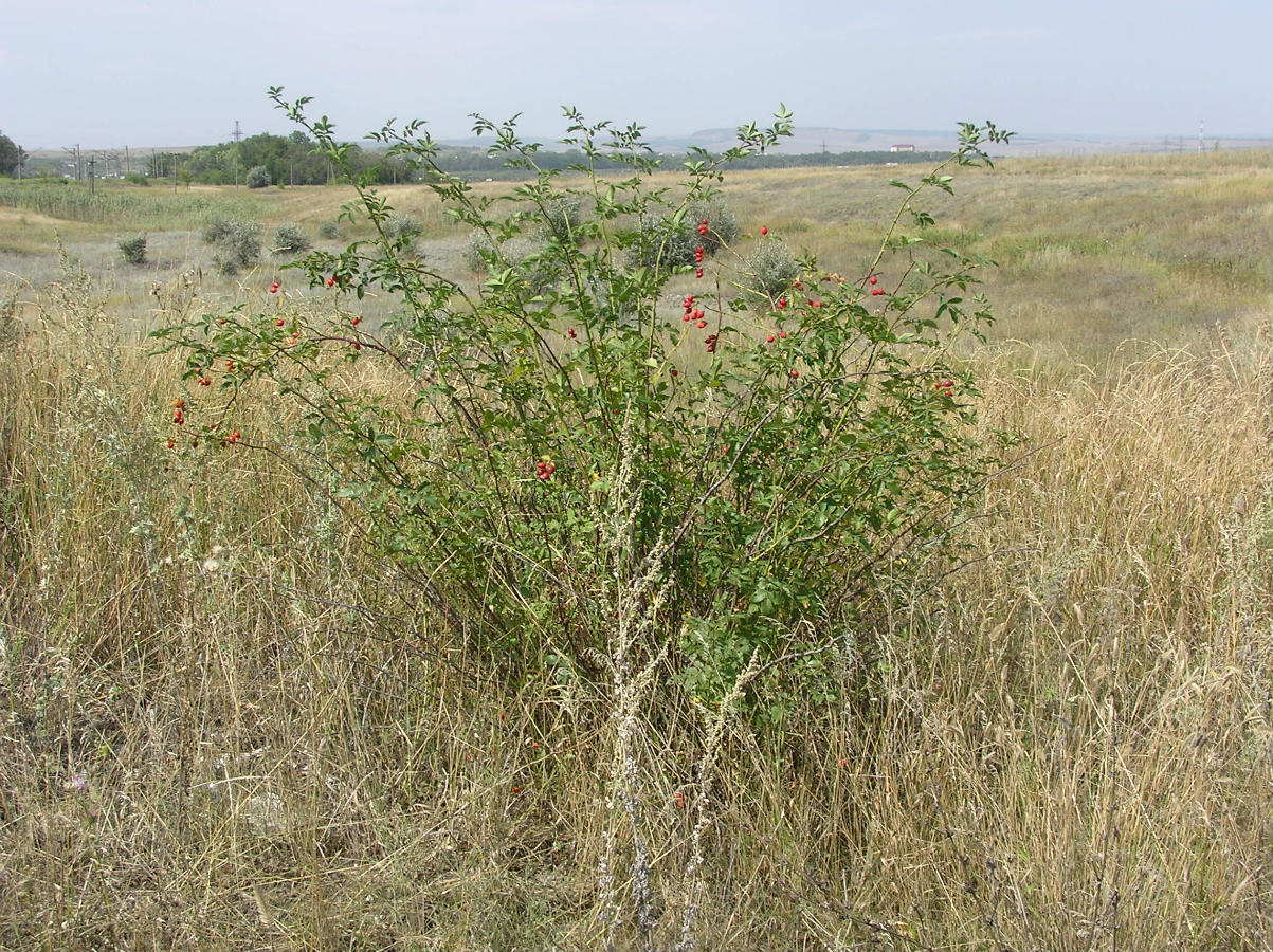 Image of Rosa × malmundariensis specimen.