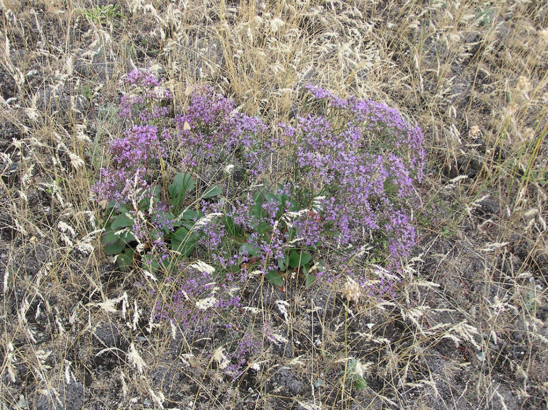 Изображение особи Limonium sareptanum.