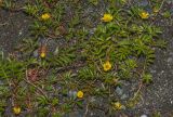 Potentilla anserina ssp. groenlandica