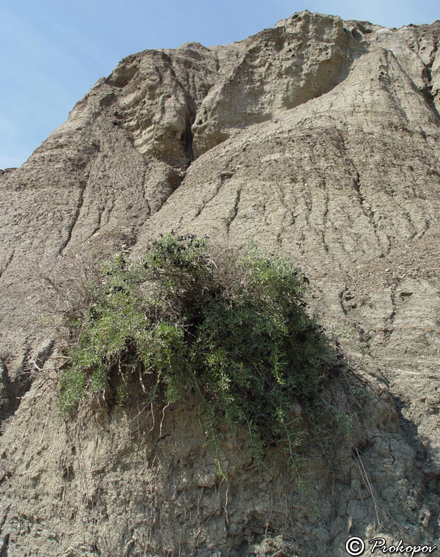 Image of Nitraria schoberi specimen.
