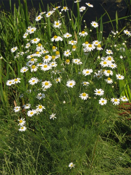 Image of Tripleurospermum inodorum specimen.