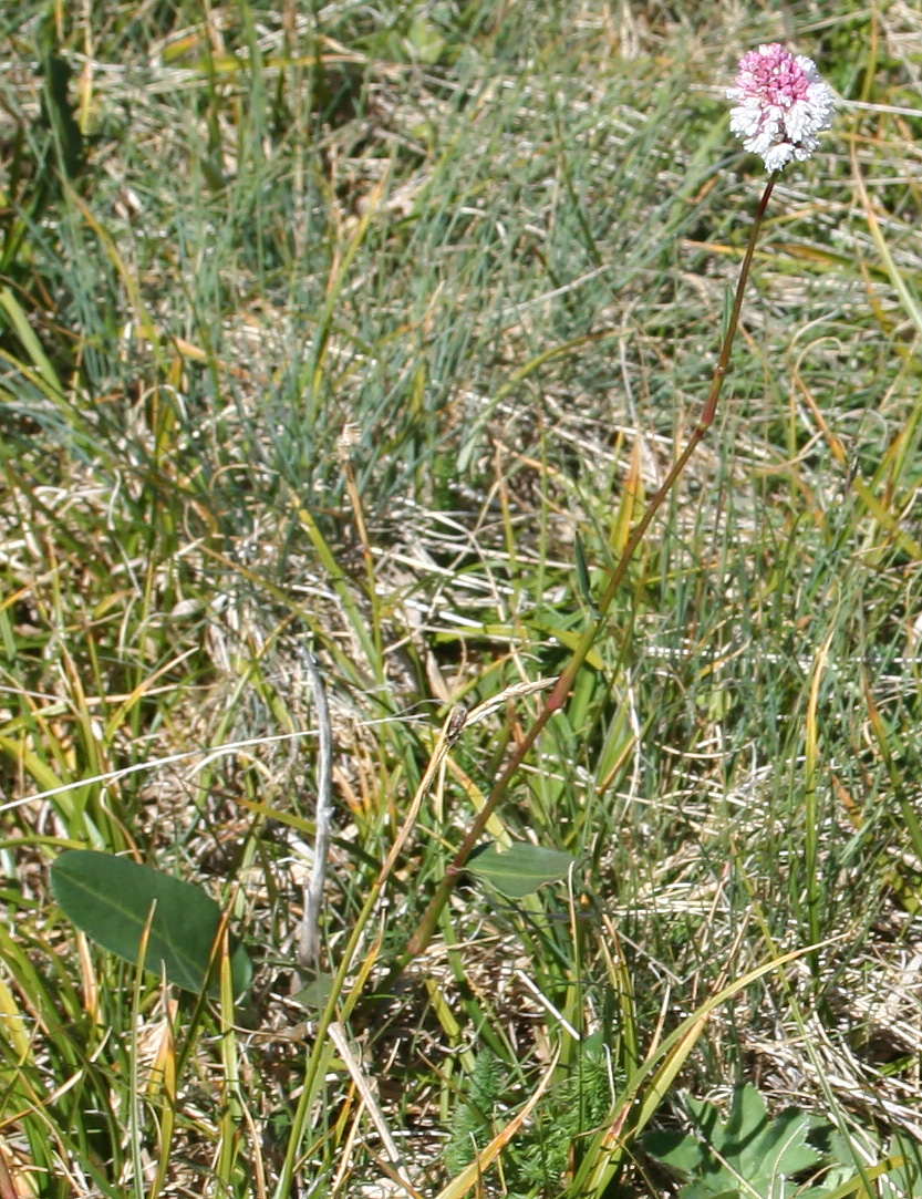 Image of Bistorta elliptica specimen.