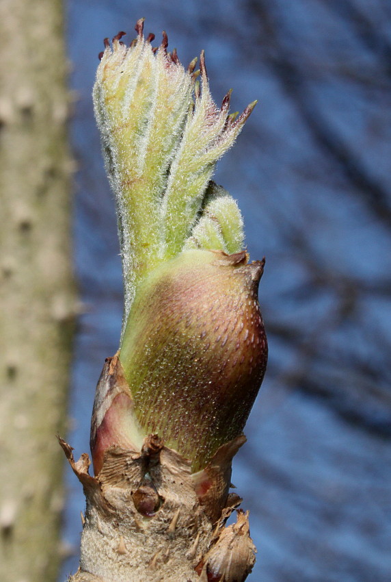 Изображение особи род Aralia.