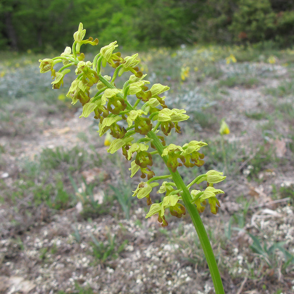 Image of Orchis punctulata specimen.