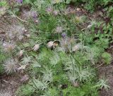 Pulsatilla vulgaris. Отцветающие растение. Германия, г. Дюссельдорф, Ботанический сад университета. 28.04.2014.