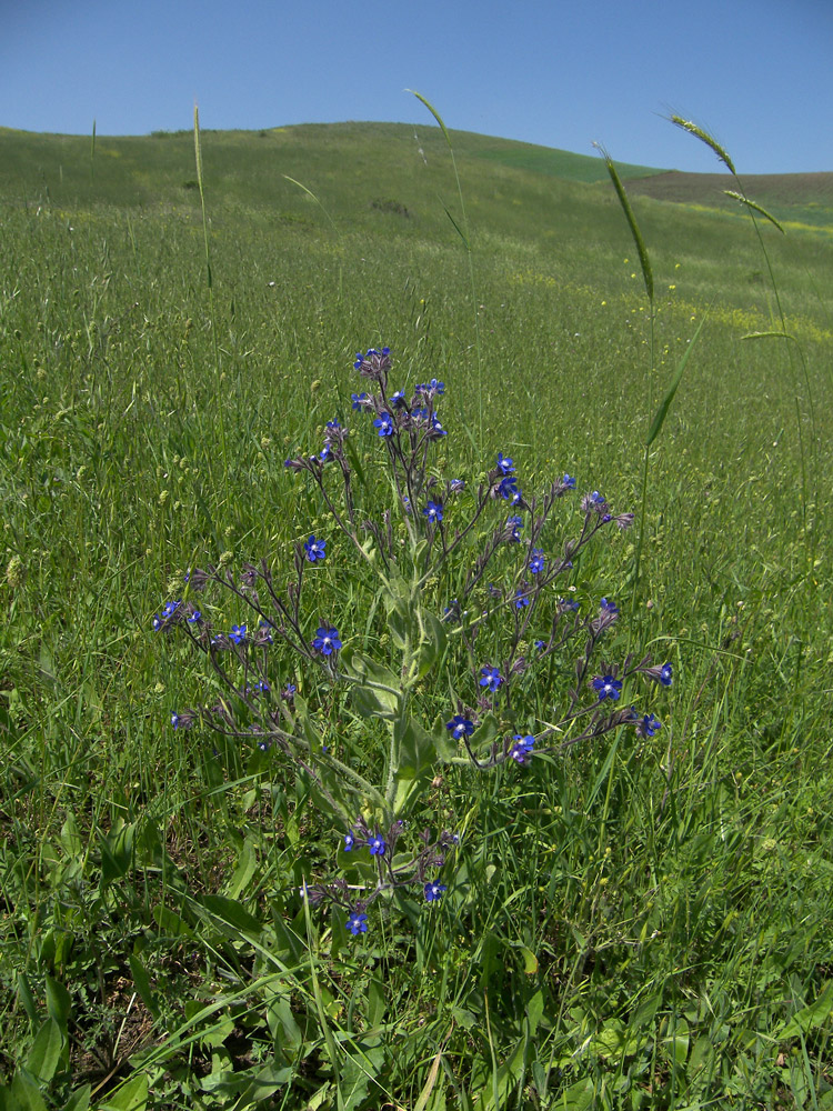 Image of Anchusa azurea specimen.