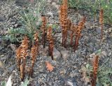 Orobanche grenieri. Отцветшие растения (паразитируют на Lactuca viminea). Крым, Ялта, Грузпорт, каменистая осыпь. 27 мая 2014 г.