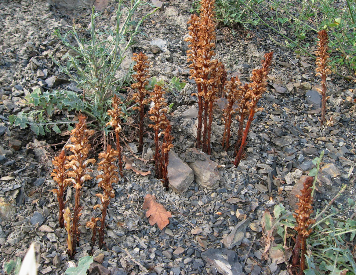 Изображение особи Orobanche grenieri.