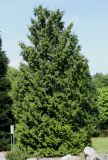 Thuja plicata. Взрослое растение. Германия, г. Дюссельдорф, Ботанический сад университета. 04.05.2014.