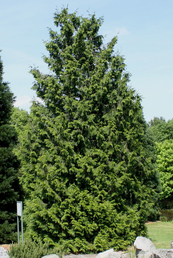 Изображение особи Thuja plicata.