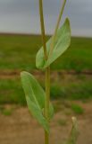 Sameraria cardiocarpa